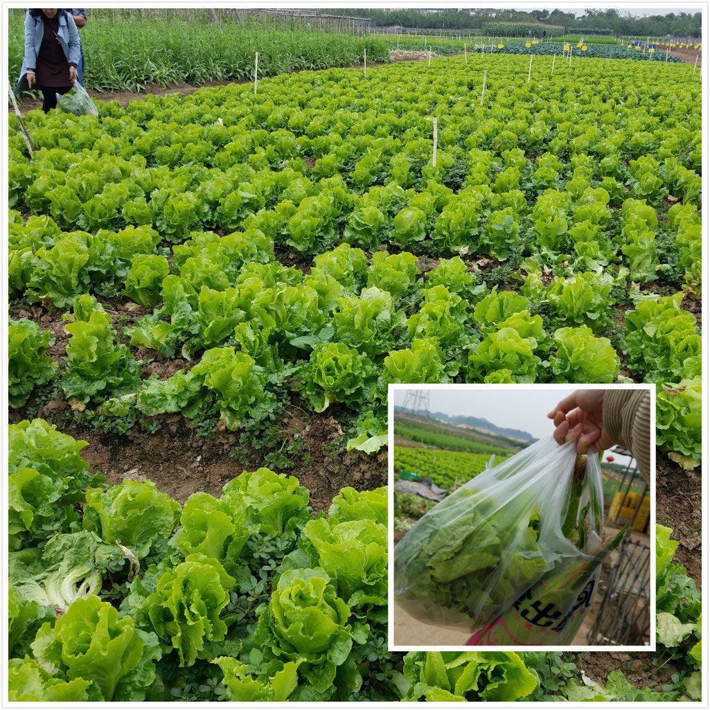 易網(wǎng)科技拓展活動——采摘生菜