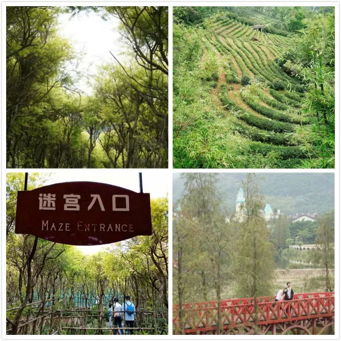 易網(wǎng)科技開展深圳東部華僑城2日團體游-與綠景作伴