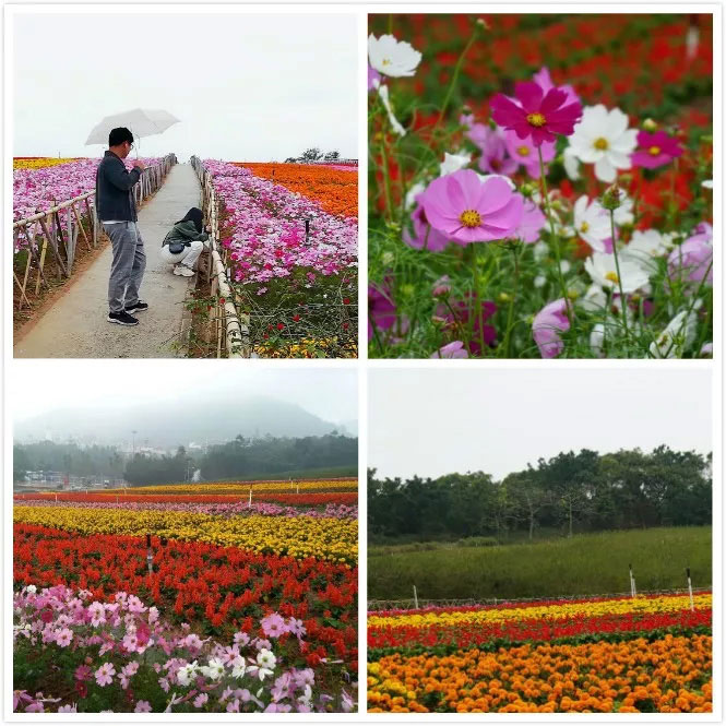 易網(wǎng)科技開展深圳東部華僑城2日團體游-花海景觀